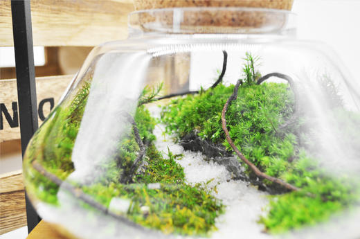 踏雪寻梅 商品图2