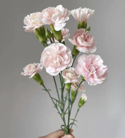 【稀有系列】康乃馨-多头粉太子 18-20枝/扎 商品图2