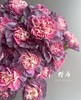 【稀有系列】康乃馨-野马 深紫色 18-20枝/扎 商品缩略图2