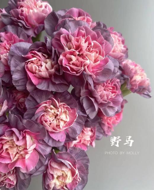 【稀有系列】康乃馨-野马 深紫色 18-20枝/扎 商品图2