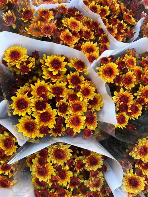 小菊 | 布鲁诺黄 商品图0