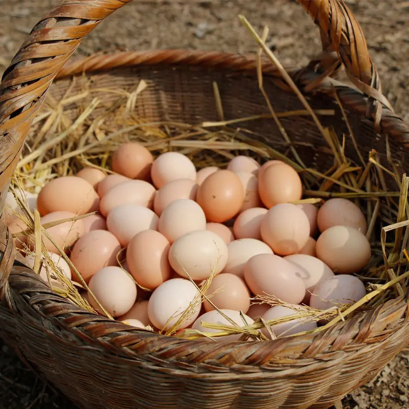 散养土鸡蛋  | 朴愿甄选 高品质山地散养土鸡蛋 Eggs
