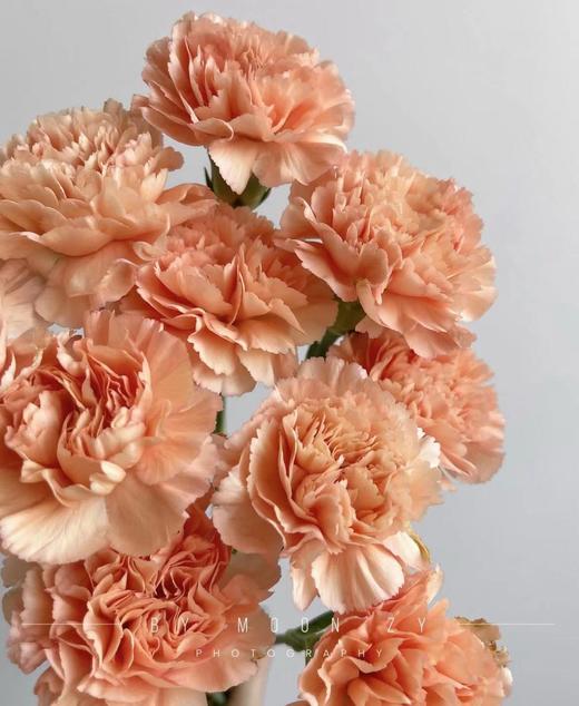 【稀有系列】康乃馨-橙忆 橙色18-20枝/扎 商品图2