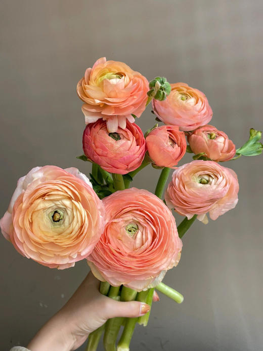 【水蜜桃洋牡丹】10支/份 第二份3.9元（收到后不要拆包装醒花） 商品图6