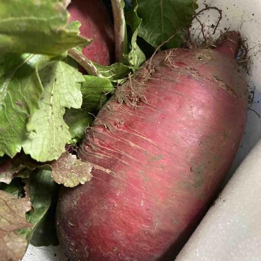 产地直发-天津沙窝萝卜 5斤家庭装/礼盒装 清脆 爽口 72小时发货 京东快递～ 商品图7