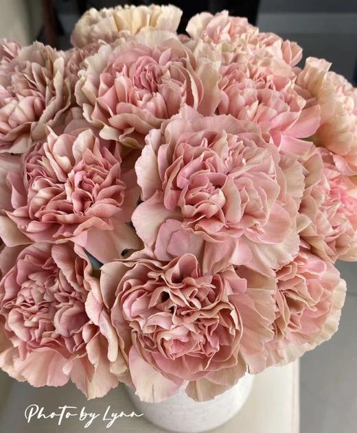 【稀有系列】康乃馨-古巴爱情 复古浅红 18-20枝/扎 商品图2