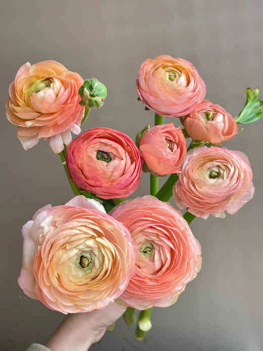 【水蜜桃洋牡丹】10支/份 第二份3.9元（收到后不要拆包装醒花） 商品图2