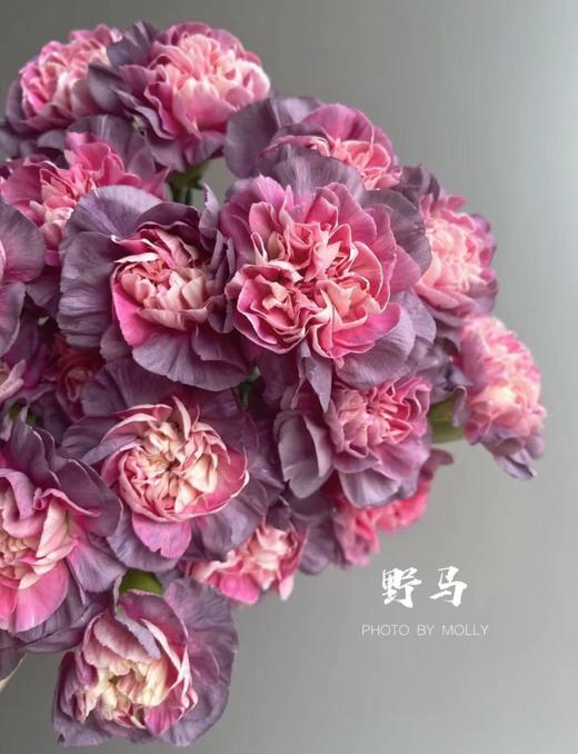 【稀有系列】康乃馨-野马 深紫色 18-20枝/扎 商品图3