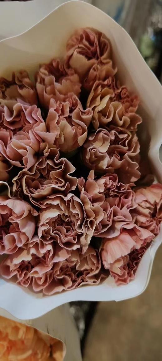 【稀有系列】康乃馨-古巴爱情 复古浅红 18-20枝/扎 商品图3