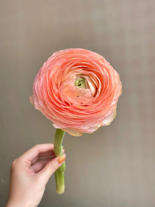 【水蜜桃洋牡丹】10支/份 第二份3.9元（收到后不要拆包装醒花） 商品图4