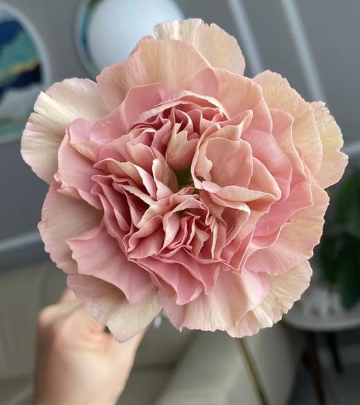 【稀有系列】康乃馨-古巴爱情 复古浅红 18-20枝/扎 商品图1