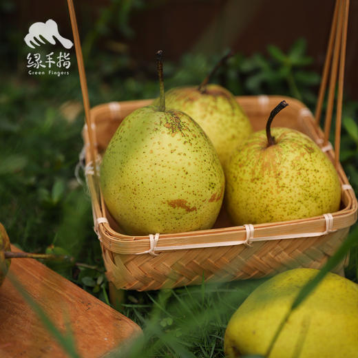 生态赵县雪花梨 | 合作生产 *Ecological snow pear | Coproduction 商品图2