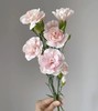 【稀有系列】康乃馨-多头粉太子 18-20枝/扎 商品缩略图1