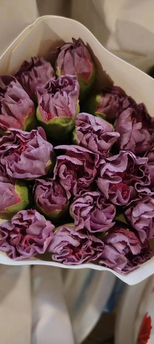 【稀有系列】康乃馨-野马 深紫色 18-20枝/扎 商品图4