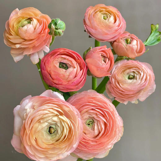 【水蜜桃洋牡丹】10支/份 第二份3.9元（收到后不要拆包装醒花） 商品图0