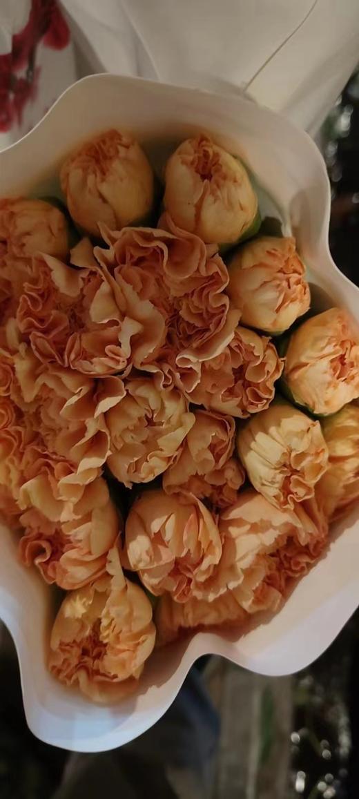 【稀有系列】康乃馨-橙忆 橙色18-20枝/扎 商品图3