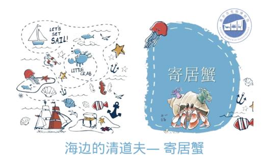 【南京】“海边的清道夫” — 寄居蟹zuo fei 商品图0