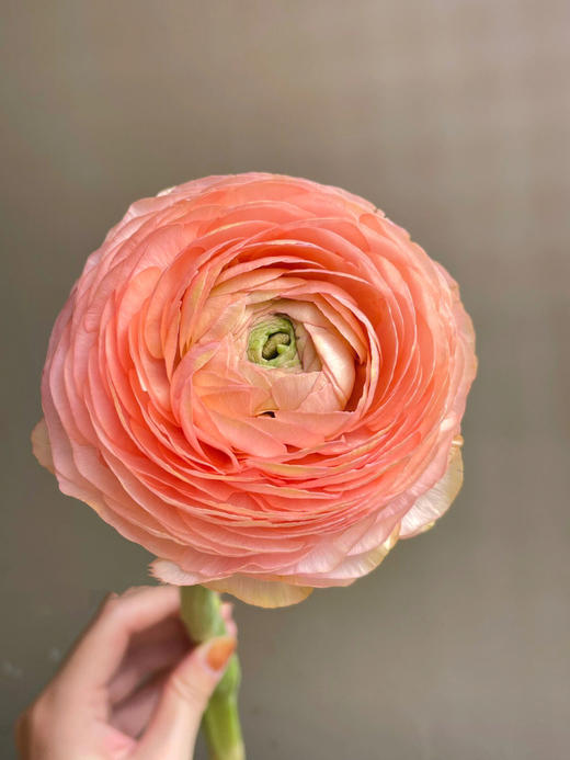 【水蜜桃洋牡丹】10支/份 第二份3.9元（收到后不要拆包装醒花） 商品图3