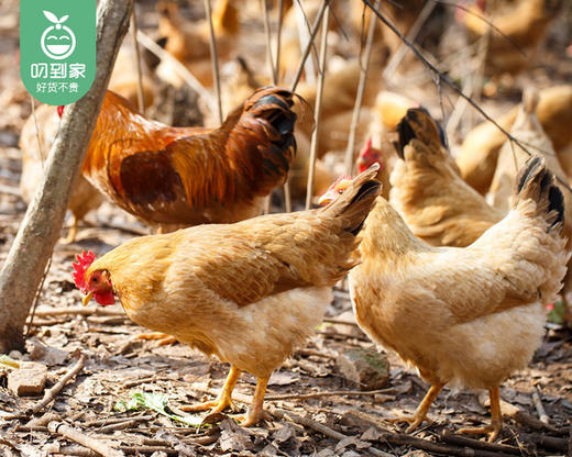 大别山散养老母鸡（约1kg/只） 商品图5