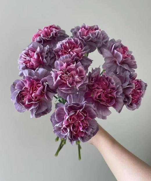 【稀有系列】康乃馨-野马 深紫色 18-20枝/扎 商品图1