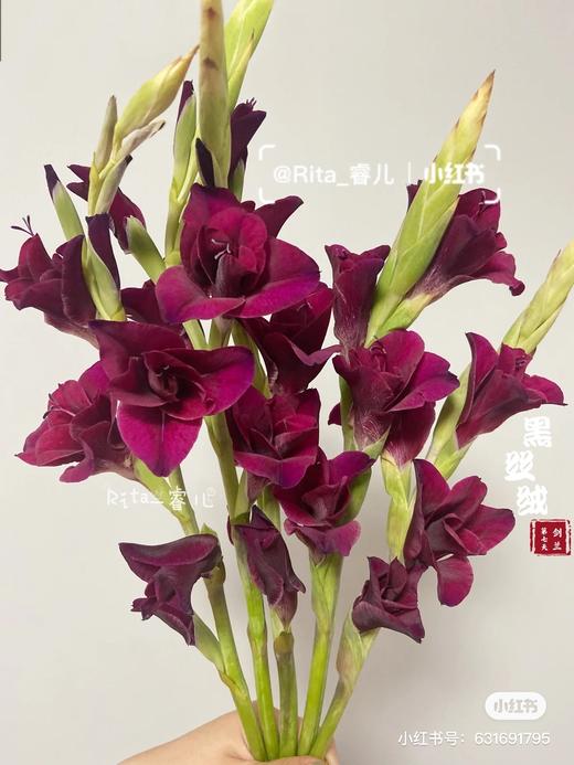 剑兰 | 黑丝绒 商品图0