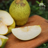 生态赵县雪花梨 | 合作生产 *Ecological snow pear | Coproduction 商品缩略图1