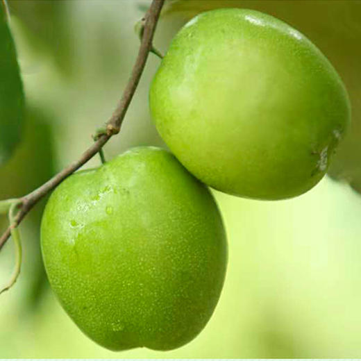 【YQ严选】 福建大青枣（送酸梅粉） 商品图5