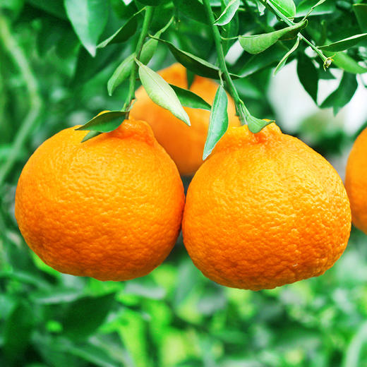 限时特价【四川·眉山】丑橘不知火 精选橘子大果 当心新鲜橘子水果 商品图6