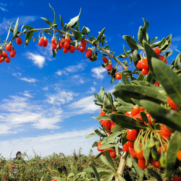 有机红枸杞 大果150g/罐，中果150g/罐