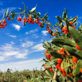 有机红枸杞 大果150g/罐，中果150g/罐