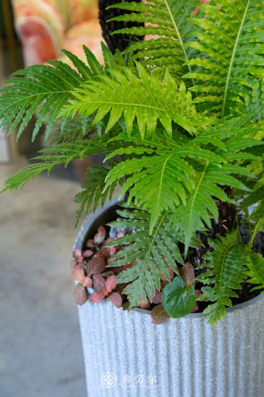 富贵蕨 商品图1