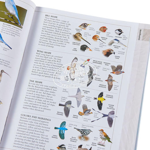 【中商原版】美国自然历史博物馆 北美鸟类 英文原版 DK-American Museum of Natural History Birds of North America 商品图3