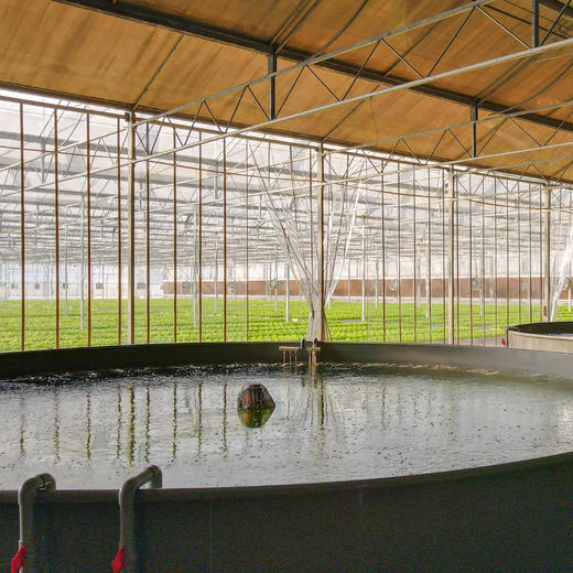 星辉墨瑞鳕 商品图2