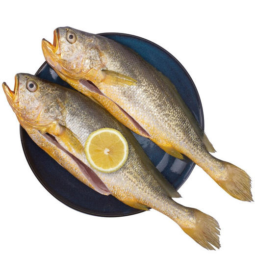 优选|福建冰鲜三去净膛黄花鱼 刺少肉厚 肉质晶莹 极速锁鲜  细腻鲜嫩 400g*3条 商品图5