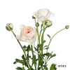 配花 | 成功洋牡丹高山雪 商品缩略图3