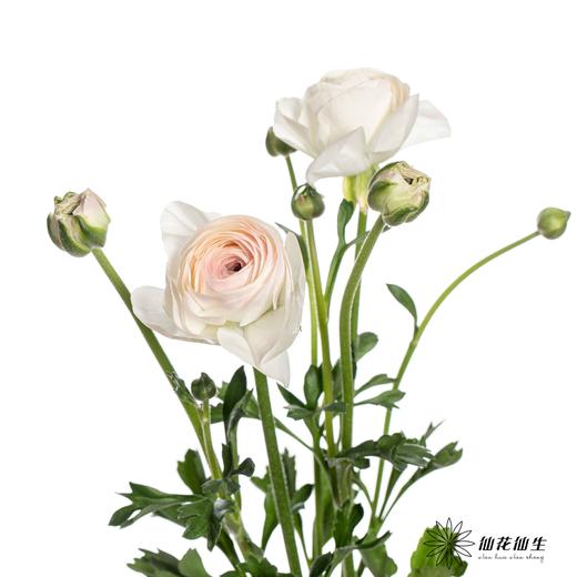 配花 | 成功洋牡丹高山雪 商品图3