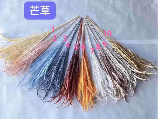 芒草【运费自理】 商品图0