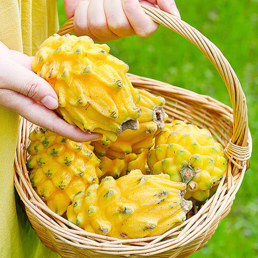 云南西双版纳燕窝果口感绵密如燕窝般滑嫩富含花青素膳食纤维孕妈妈老人小孩放心吃好处多多 商品图1