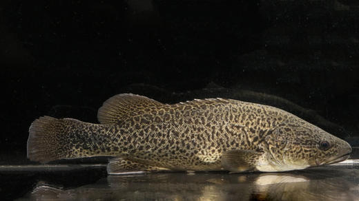 星辉墨瑞鳕 商品图3