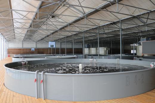 星辉墨瑞鳕 商品图1