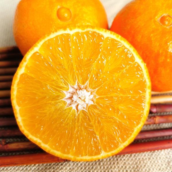 【爱媛38号果冻橙】