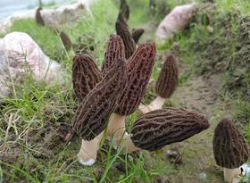 云南新鲜羊肚菌 Morel Mushroom