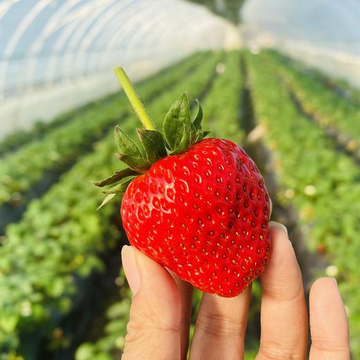 本地红颜草莓🍓（500g/盒） 商品图7