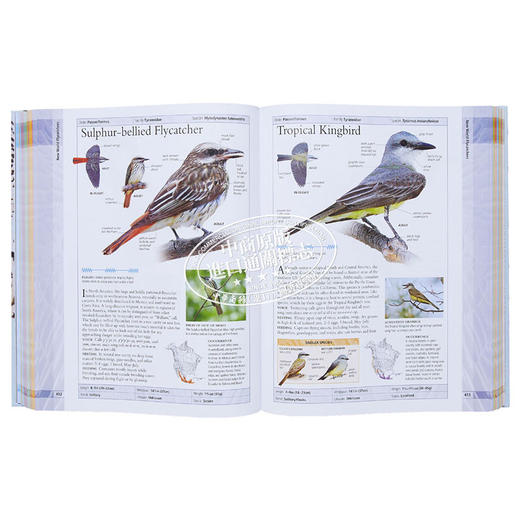 【中商原版】美国自然历史博物馆 北美鸟类 英文原版 DK-American Museum of Natural History Birds of North America 商品图8