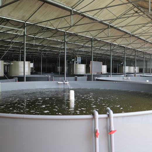 星辉墨瑞鳕 商品图5