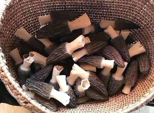 云南新鲜羊肚菌 Morel Mushroom 商品图1