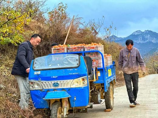 物本源-微霜流心柿饼 商品图3