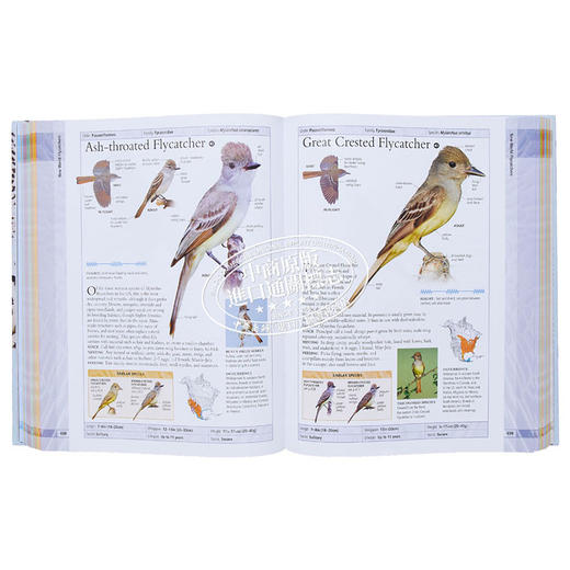 【中商原版】美国自然历史博物馆 北美鸟类 英文原版 DK-American Museum of Natural History Birds of North America 商品图6