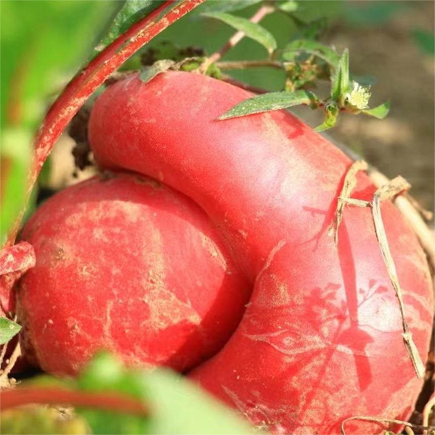 红萝卜（500g）|爽脆鲜甜