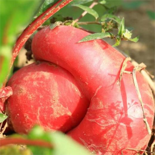 红萝卜（500g）|爽脆鲜甜 商品图0